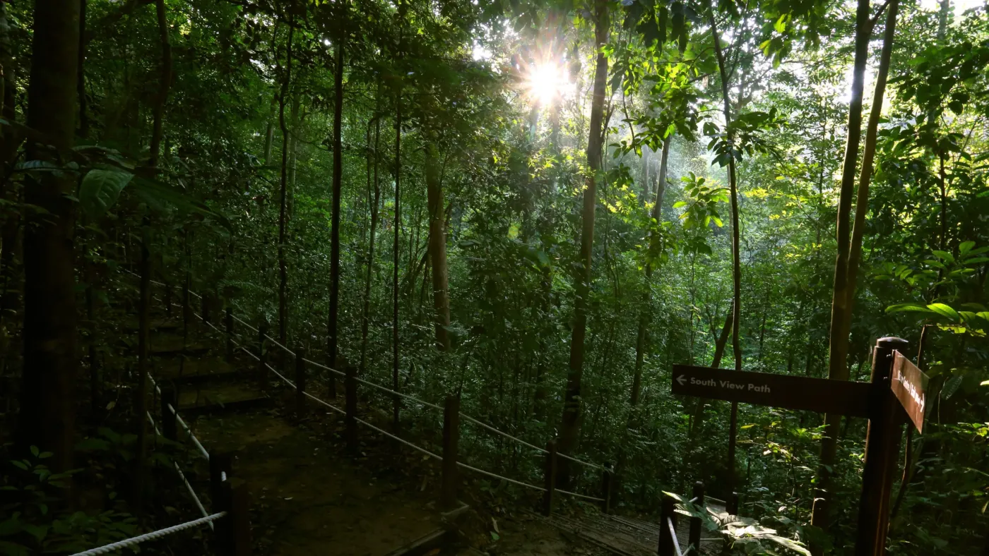 Khu bảo tồn thiên nhiên Bukit Timah 01