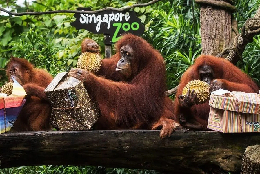 Singapore Zoo - Thiên đường động vật hoang dã